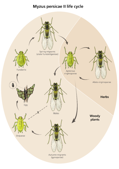 Infographics