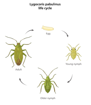 Science & Medical Illustration