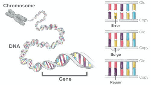 Molecular and cellular